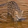 Fishing Cat In Water Diamond Painting