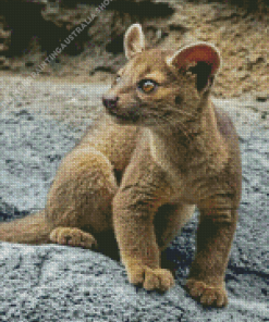 Fossa Animal Diamond Painting