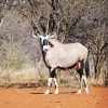 Gemsbok Diamond Painting