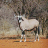 Gemsbok Diamond Painting