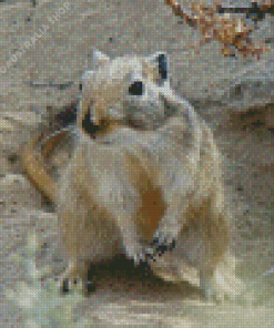 Gerbil Diamond Painting