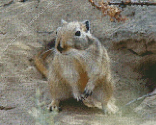 Gerbil Diamond Painting