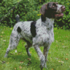 German Wirehaired Diamond Painting