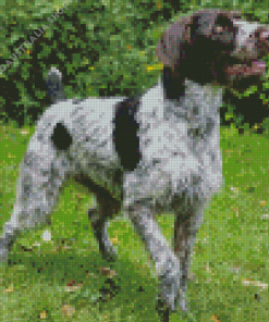 German Wirehaired Diamond Painting