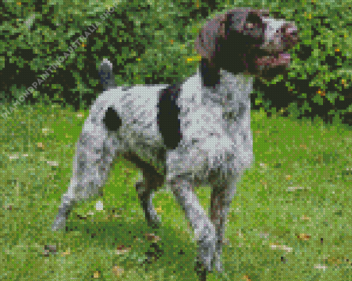 German Wirehaired Diamond Painting