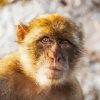 Gibraltar Barbary Ape Diamond Painting