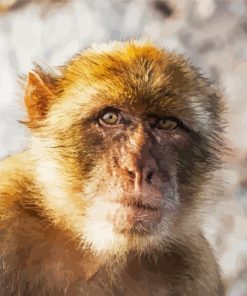 Gibraltar Barbary Ape Diamond Painting