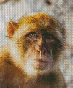 Gibraltar Barbary Ape Diamond Painting