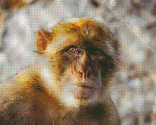 Gibraltar Barbary Ape Diamond Painting