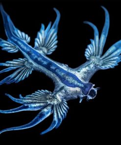 Glaucus Marginatus Diamond Painting