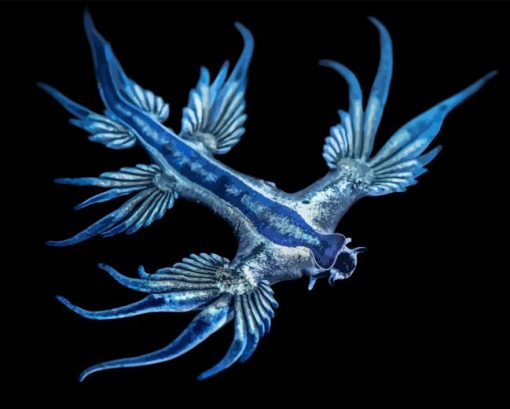 Glaucus Marginatus Diamond Painting