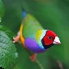 Gouldian Finch Diamond Painting