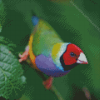 Gouldian Finch Diamond Painting