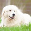 Great Pyrenees Diamond Painting