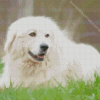 Great Pyrenees Diamond Painting