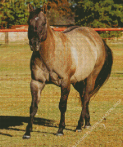 Grullo Horse Diamond Painting