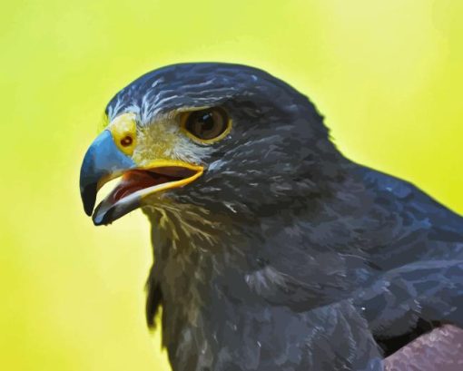 Harris Hawk Diamond Painting