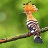 Hoopoe On Tree Diamond Painting