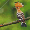 Hoopoe On Tree Diamond Painting