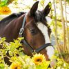 Horse And Flowers Diamond Painting