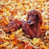 Irish Setter In Autumn Leaves Diamond Painting