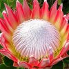 King Protea Plant Diamond Painting