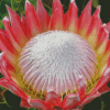 King Protea Plant Diamond Painting