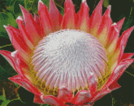 King Protea Plant Diamond Painting