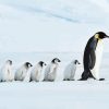 King Penguin Family Diamond Painting