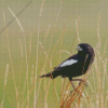 Lark Bunting Bird Diamond Painting