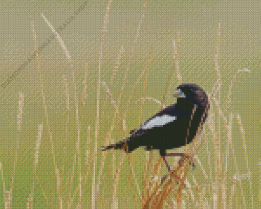 Lark Bunting Bird Diamond Painting