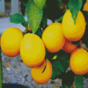 Lemon Tree Diamond Painting