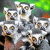 Lemurs Animals Diamond Painting