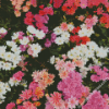 Lewisia Cotyledon Flowers Diamond Painting