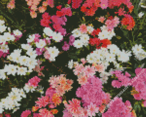 Lewisia Cotyledon Flowers Diamond Painting