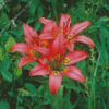 Lilium Philadelphicu Flowers Diamond Painting