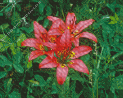 Lilium Philadelphicu Flowers Diamond Painting