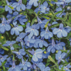 Lobelia Diamond Painting