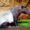 Malayan Tapir Diamond Painting