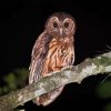 Marbled Owl Diamond Painting