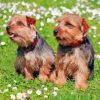 Norfolk Terrier Puppies Diamond Painting