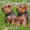 Norfolk Terrier Puppies Diamond Painting