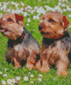 Norfolk Terrier Puppies Diamond Painting