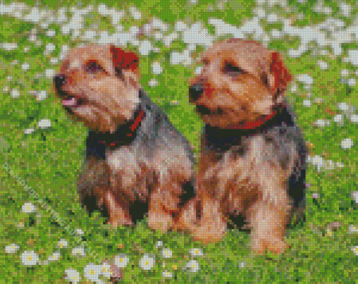 Norfolk Terrier Puppies Diamond Painting