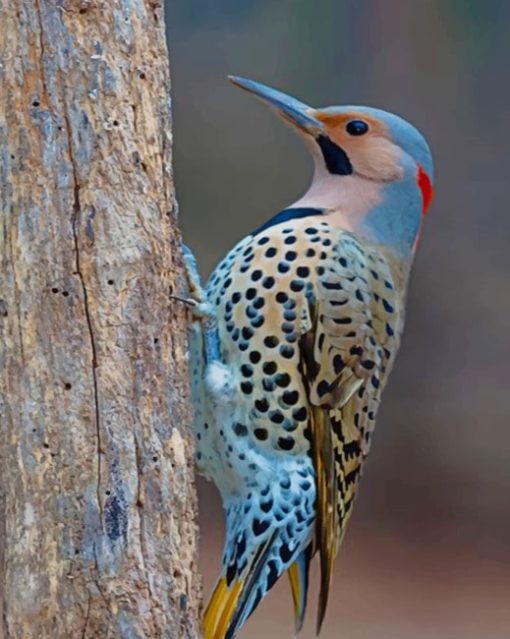 Northern Flicker Woodpecker Diamond Painting