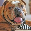 Old English Bulldog Face Diamond Painting