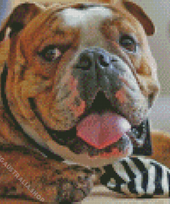 Old English Bulldog Face Diamond Painting