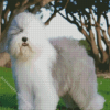 Old English Sheepdog Diamond Painting