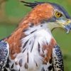 Ornate Hawk Eagle Bird Diamond Painting