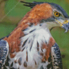 Ornate Hawk Eagle Bird Diamond Painting